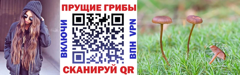 Купить закладки  Свирск  Галлюциногенные грибы Psilocybine cubensis 